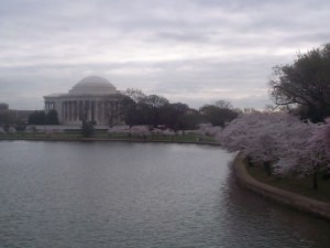 cherryblossoms